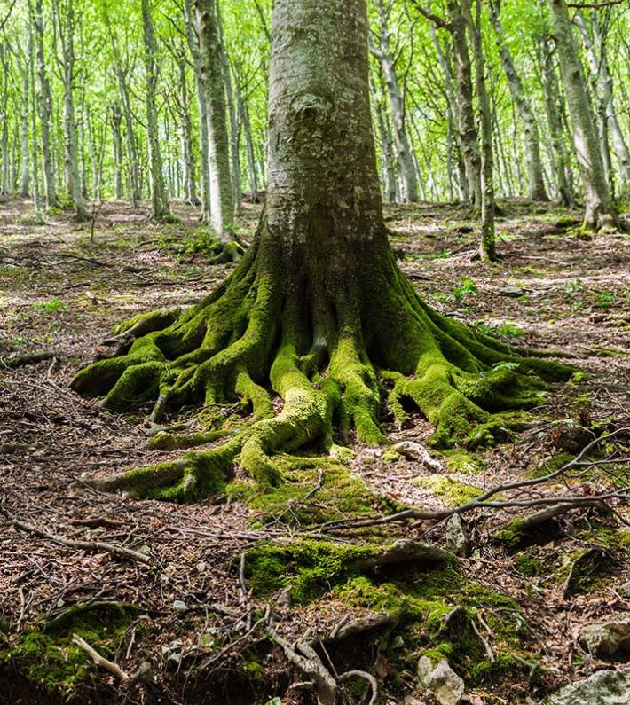 Albero con radici coperte di muschio in una foresta verde.